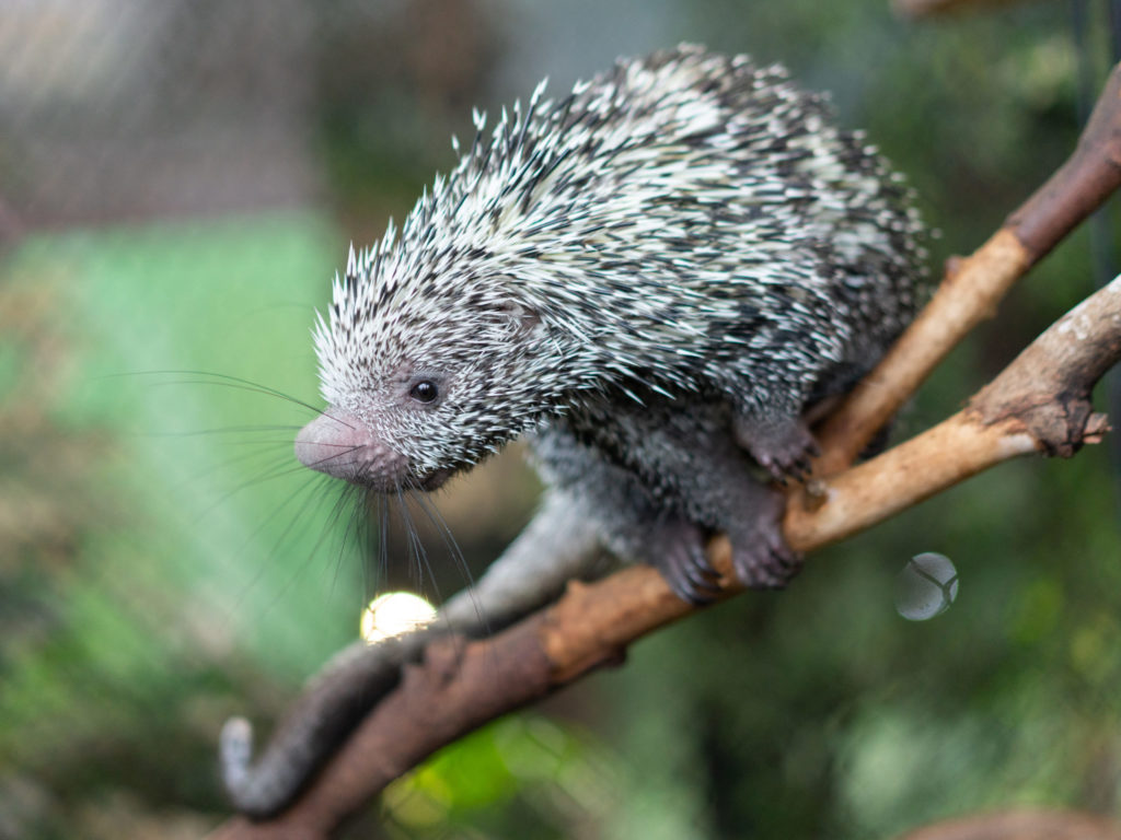 prehensile-tail-porcupine-main-scaled-1024x768.jpg