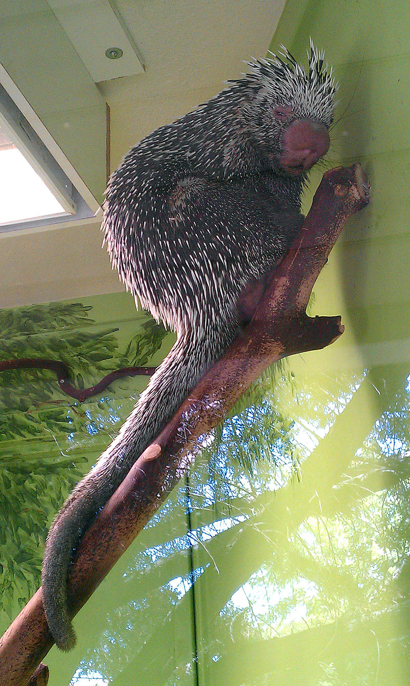 Prehensile-tailed_porcupine.jpg