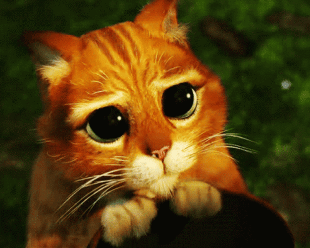pretty-please-cat-sad-eyes.gif