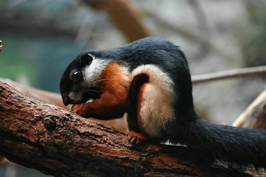 prevost-squirrel-taylor-hintz.jpg