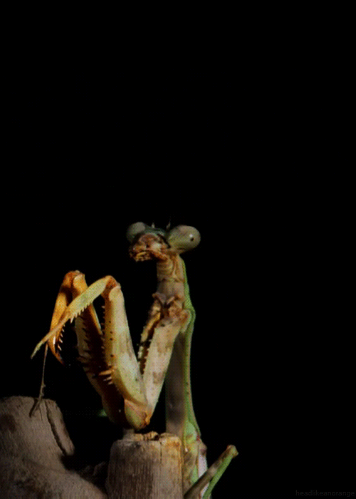 preying-mantis-animated-gif-4.gif