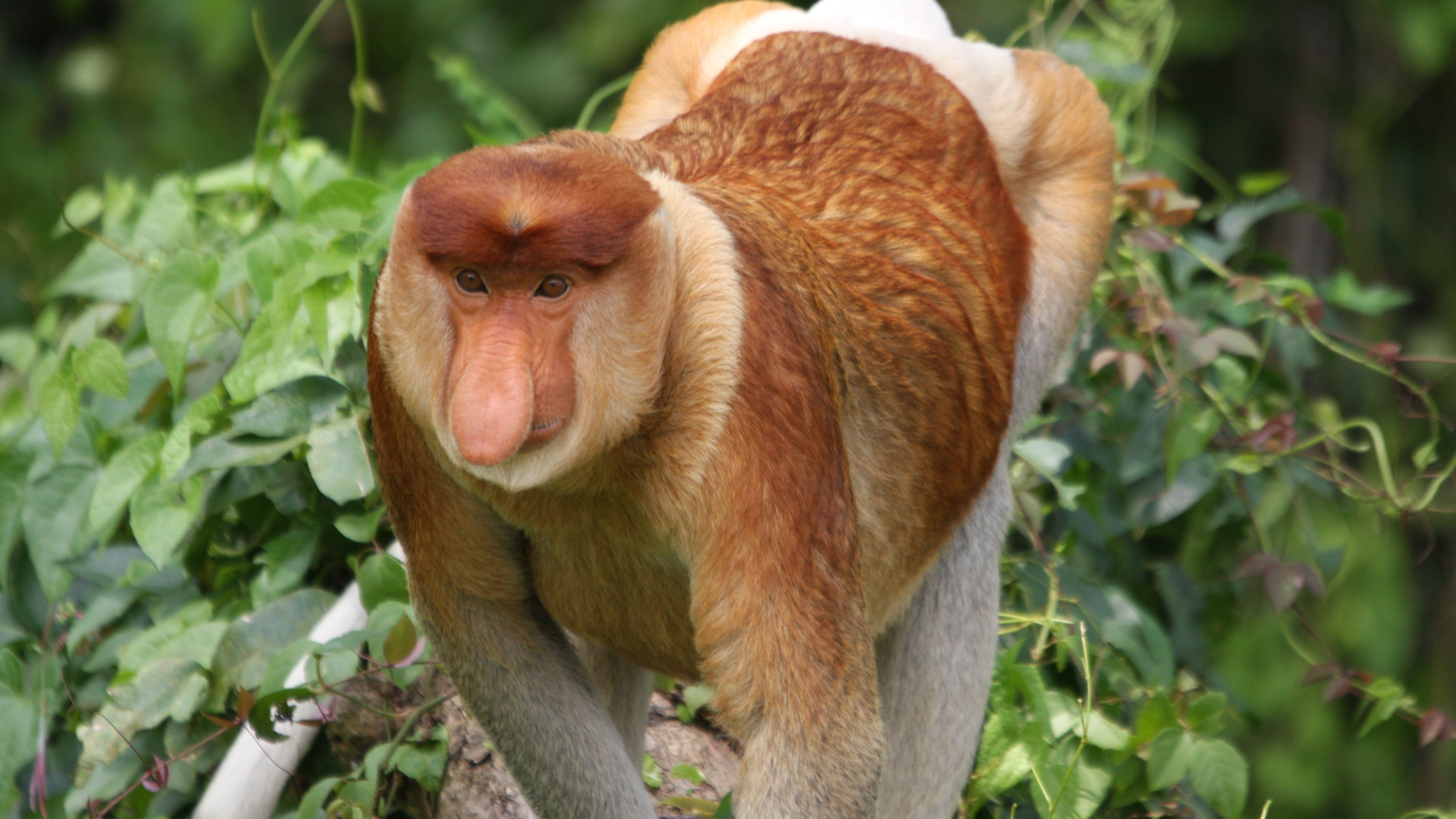 Proboscis-monkey.jpg