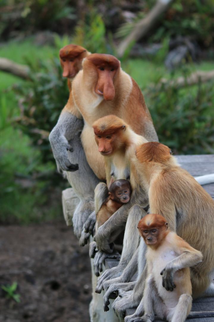 proboscis monkeys.jpg