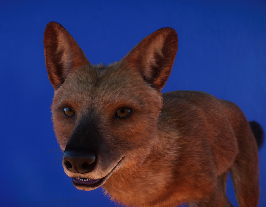 Profies Dhole1.png