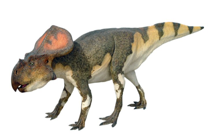 Protoceratops-Pictures.jpg