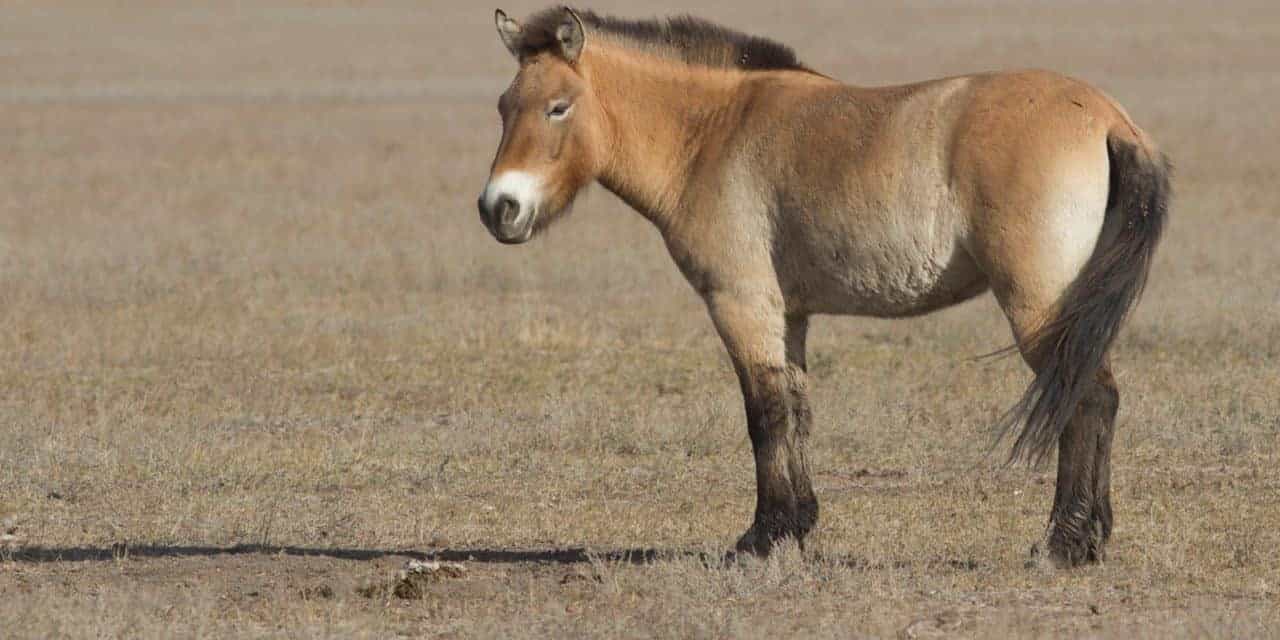 przewalkski's horse.jpg