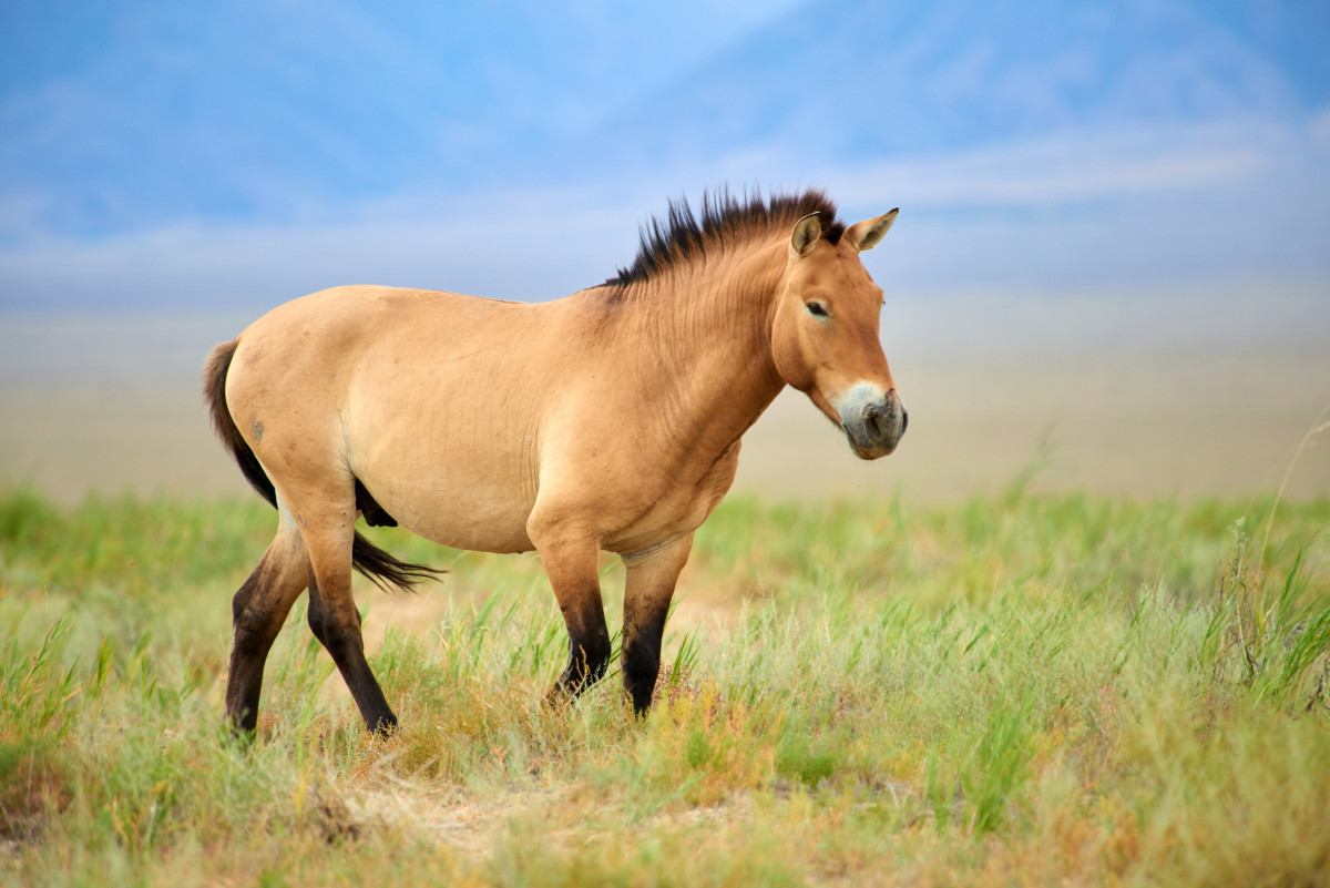 przwalski-horse.jpg
