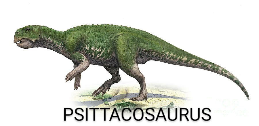 psittacosaurus-1~2.jpg