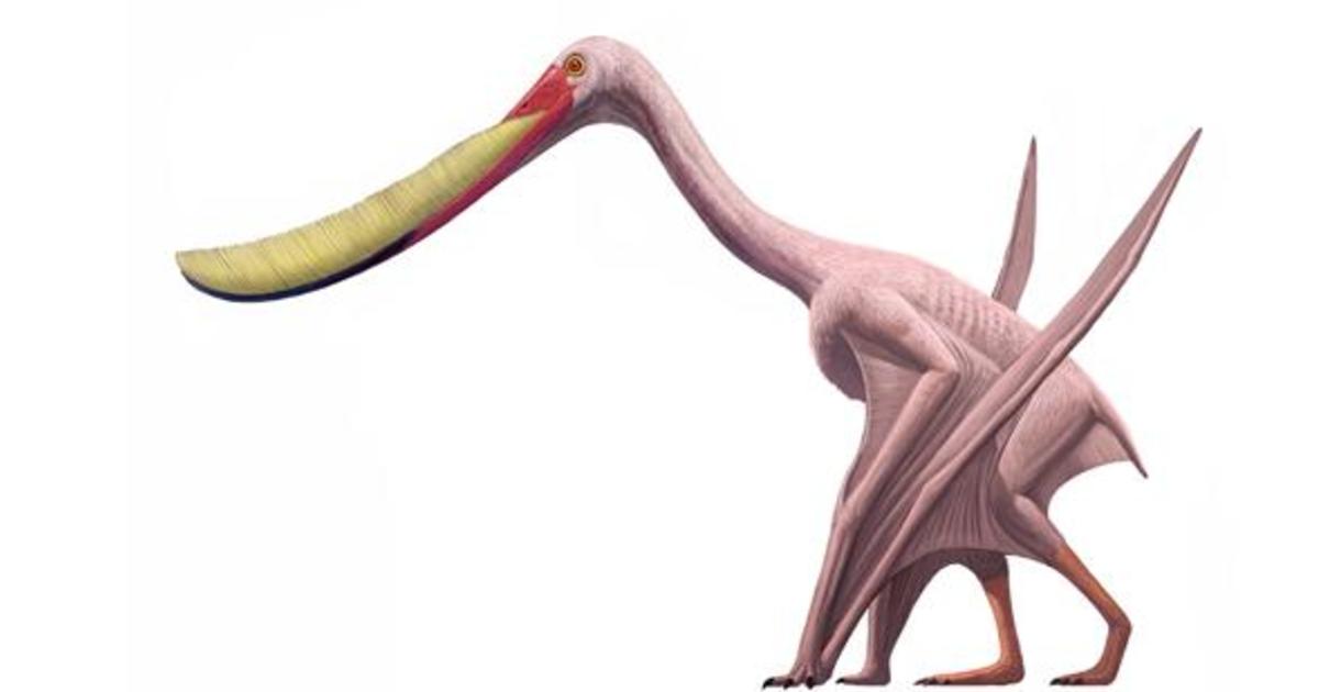 pterodaustro-700.309_facebookshare_1200.jpg