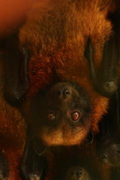 Pteropus rufus Portrait.jpg