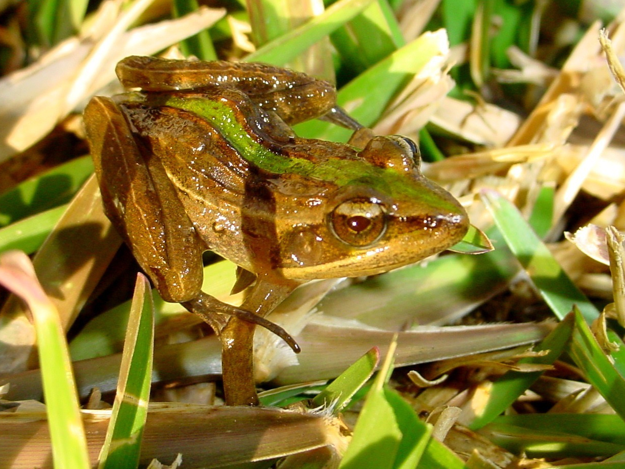 Ptychadena_mascareniensis.jpg