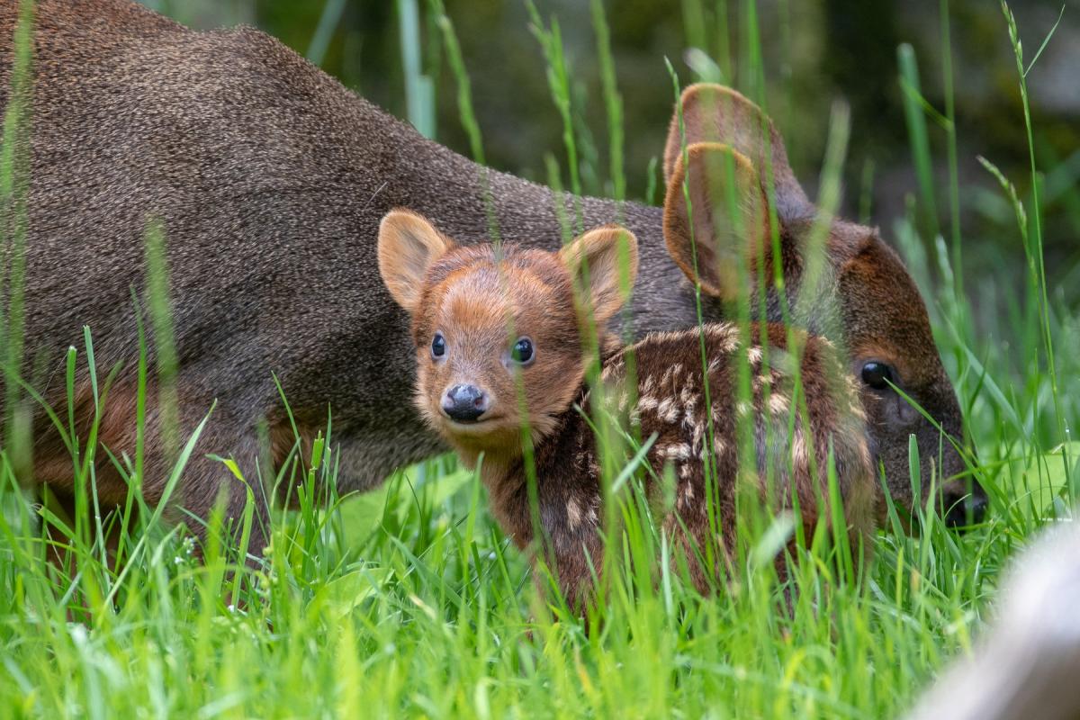 Pudu Fawn Woodland Park Zoo credit Jeremy Dwyer-Lindgren_0.jpg