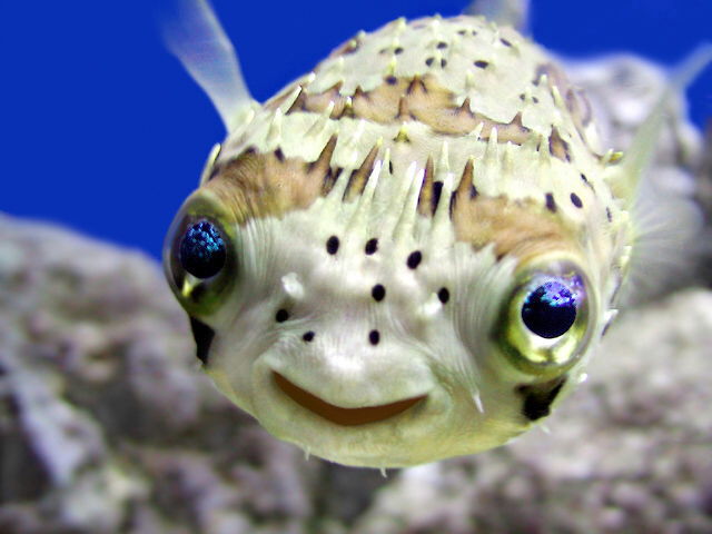 Puffer fish.jpg