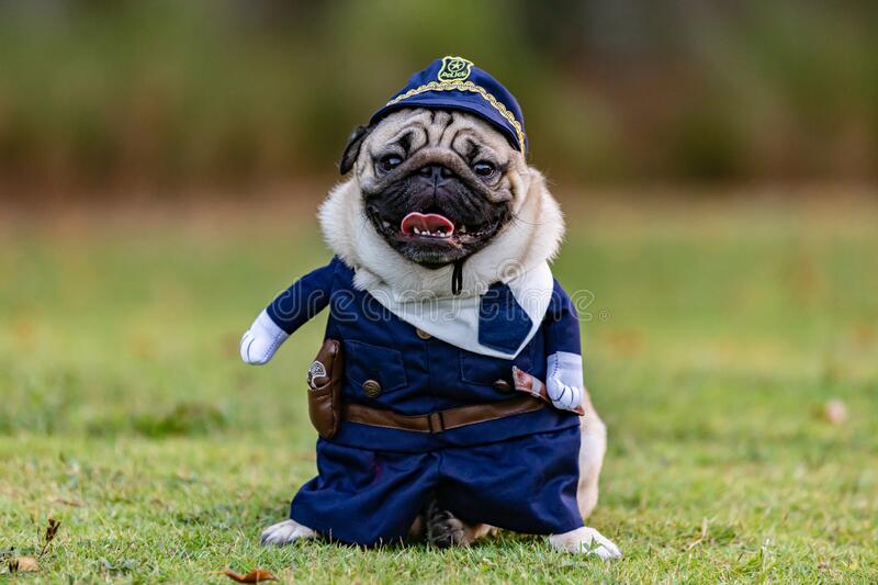 pug-dog-wearing-police-uniform-standing-green-grass-happiness-having-fun-sunset-concept-172109...jpg