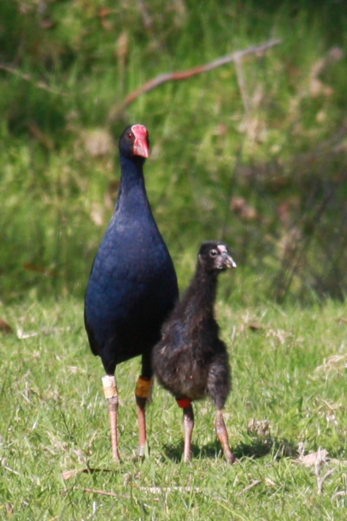 pukeko and chick.jpg
