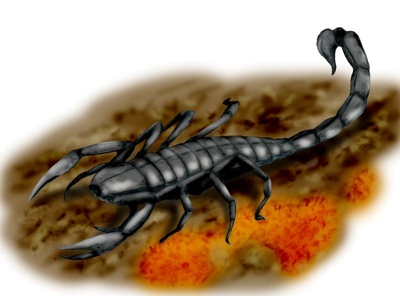 Pulmonoscopius.jpg