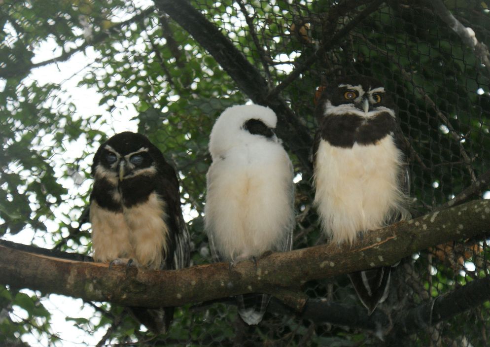 Pulsatrix_perspicillata_-London_Zoo,_England_-parents_and_chick-8a.jpg