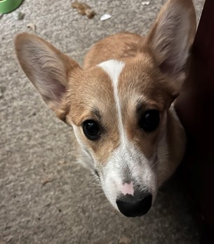 puppy2.jpg