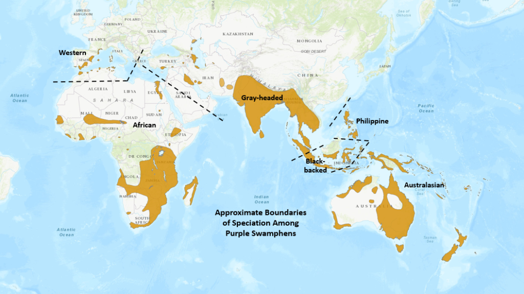 Purple-Swamphen-Speciation-Map2-1024x576.png
