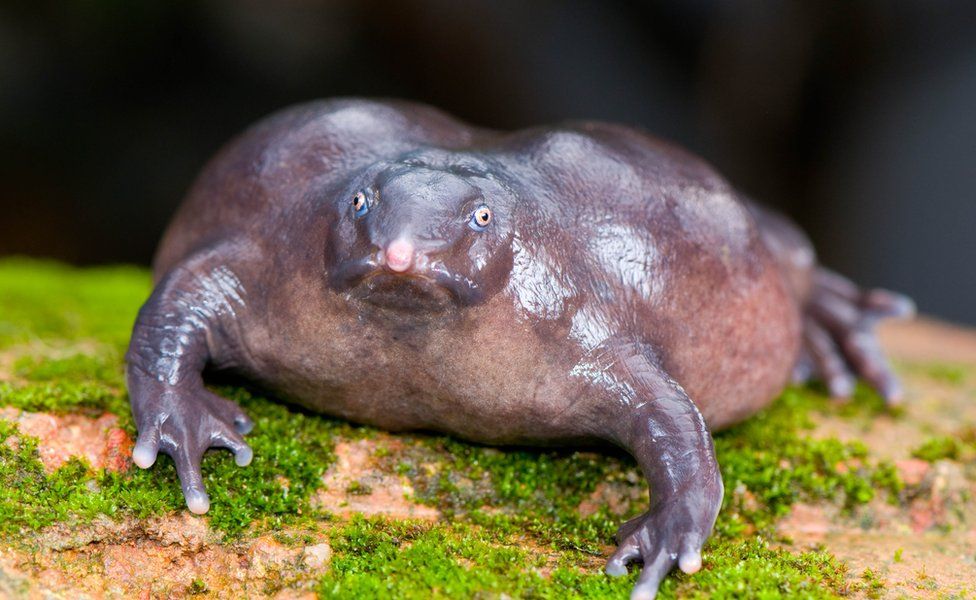 Purple_Frog.jpg