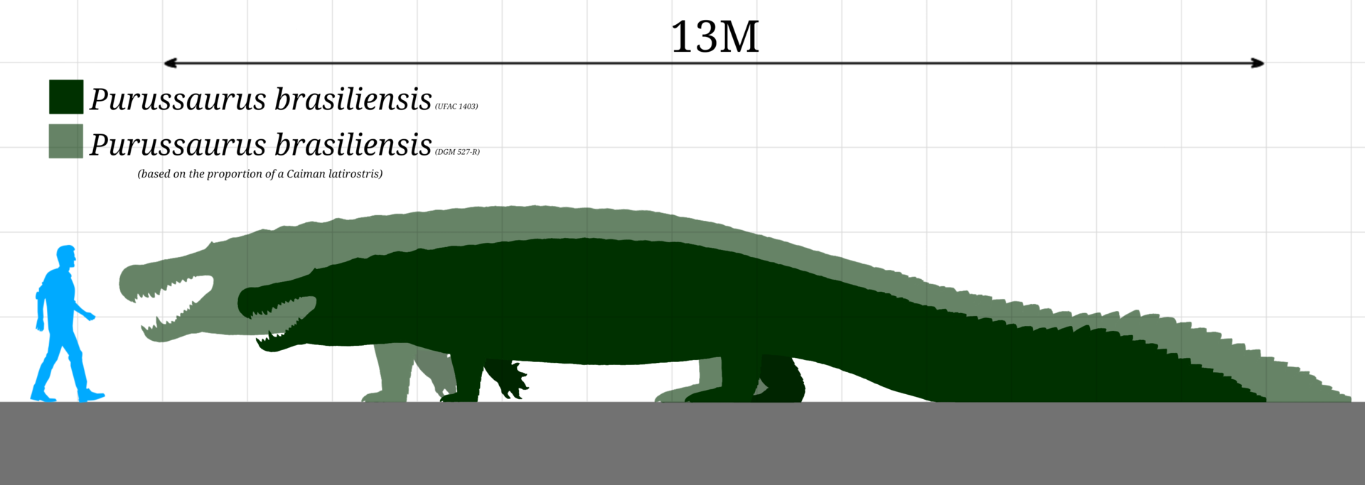 Purussaurus_brasilienses_Scale.png