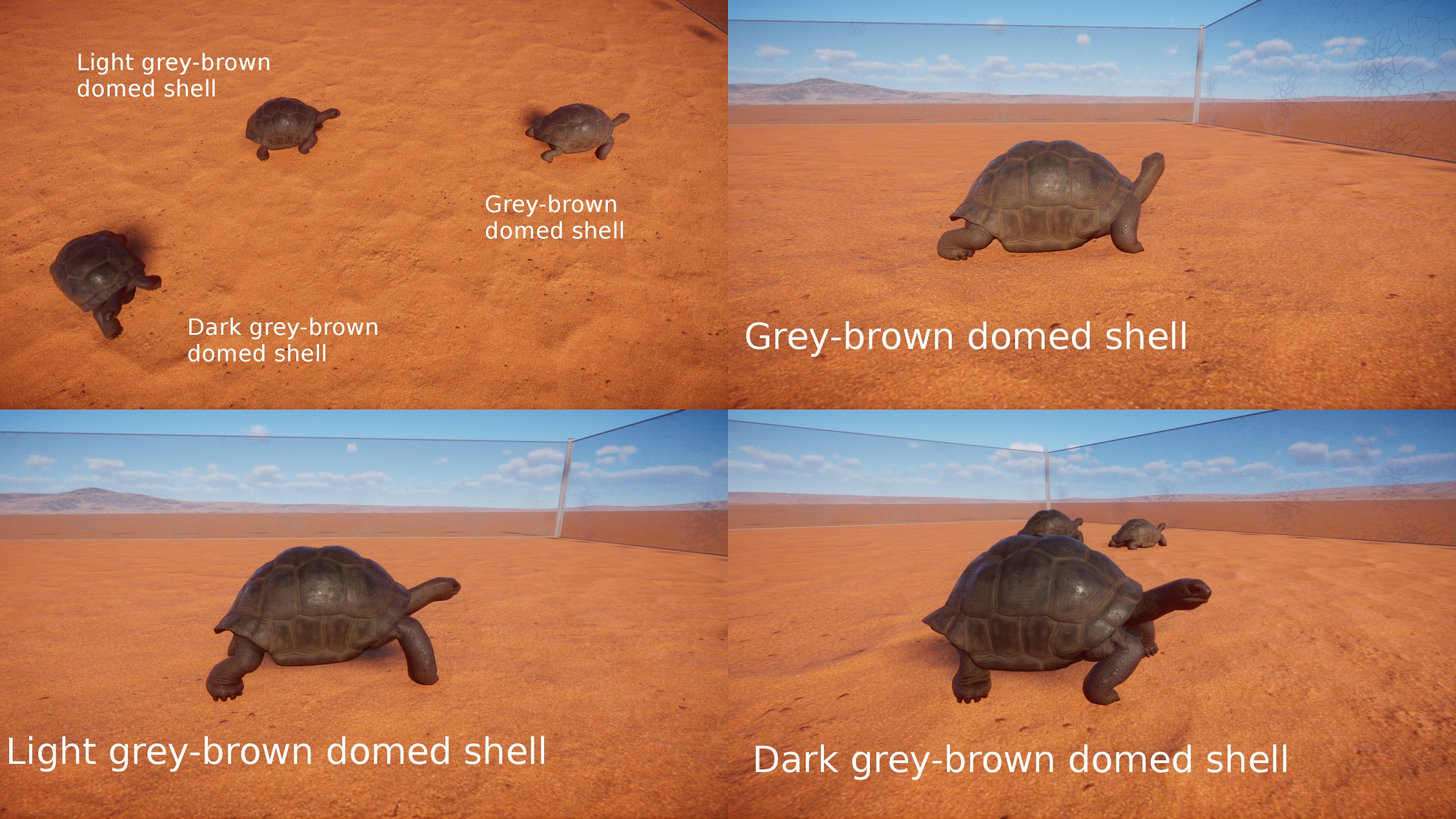 PZ Aldabra Giant Tortoise.jpg