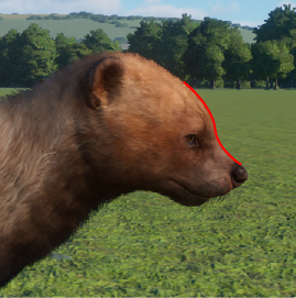 PZ Bush Dog Face.jpg