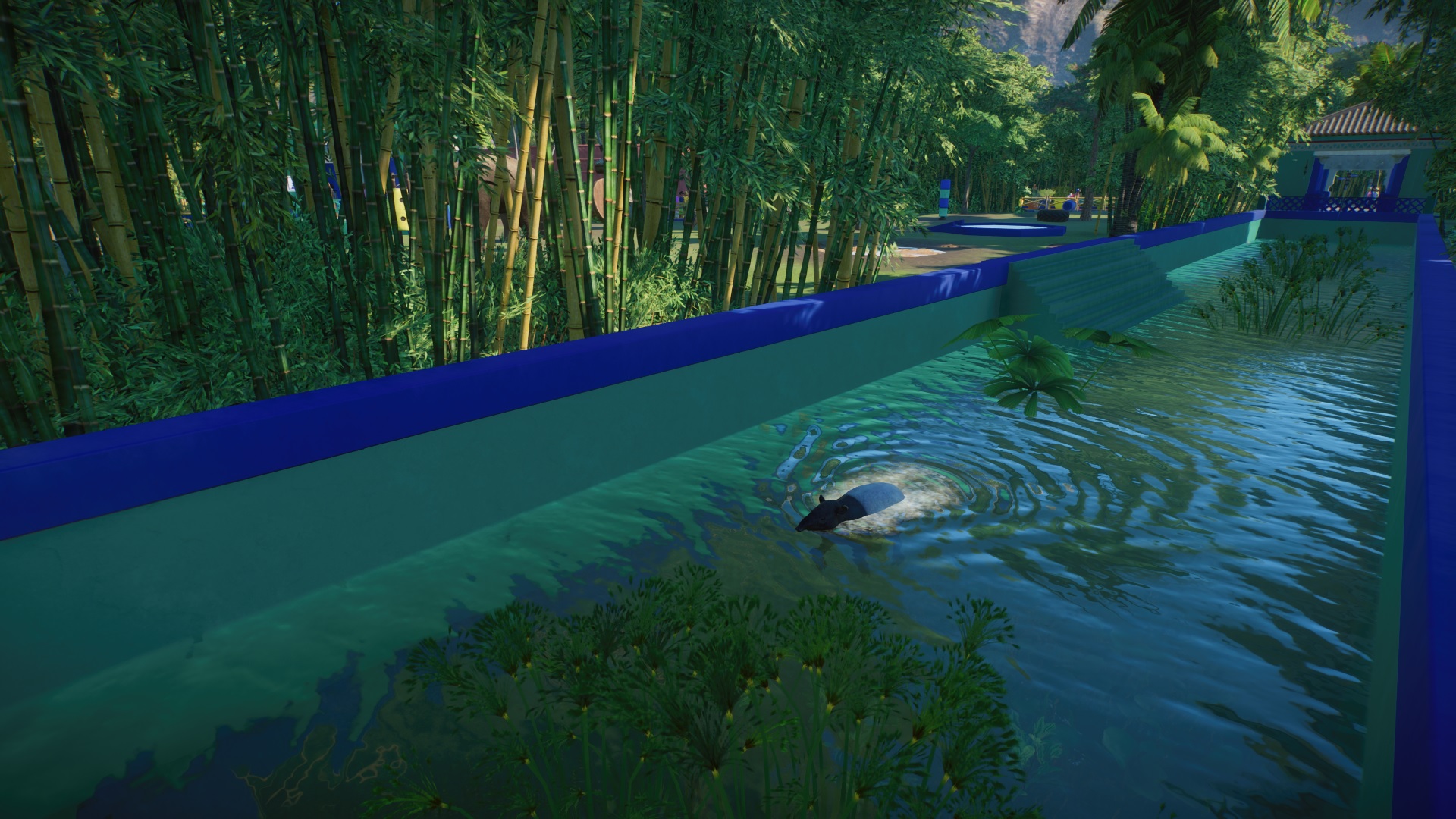 pz canal tapir swimming.jpg