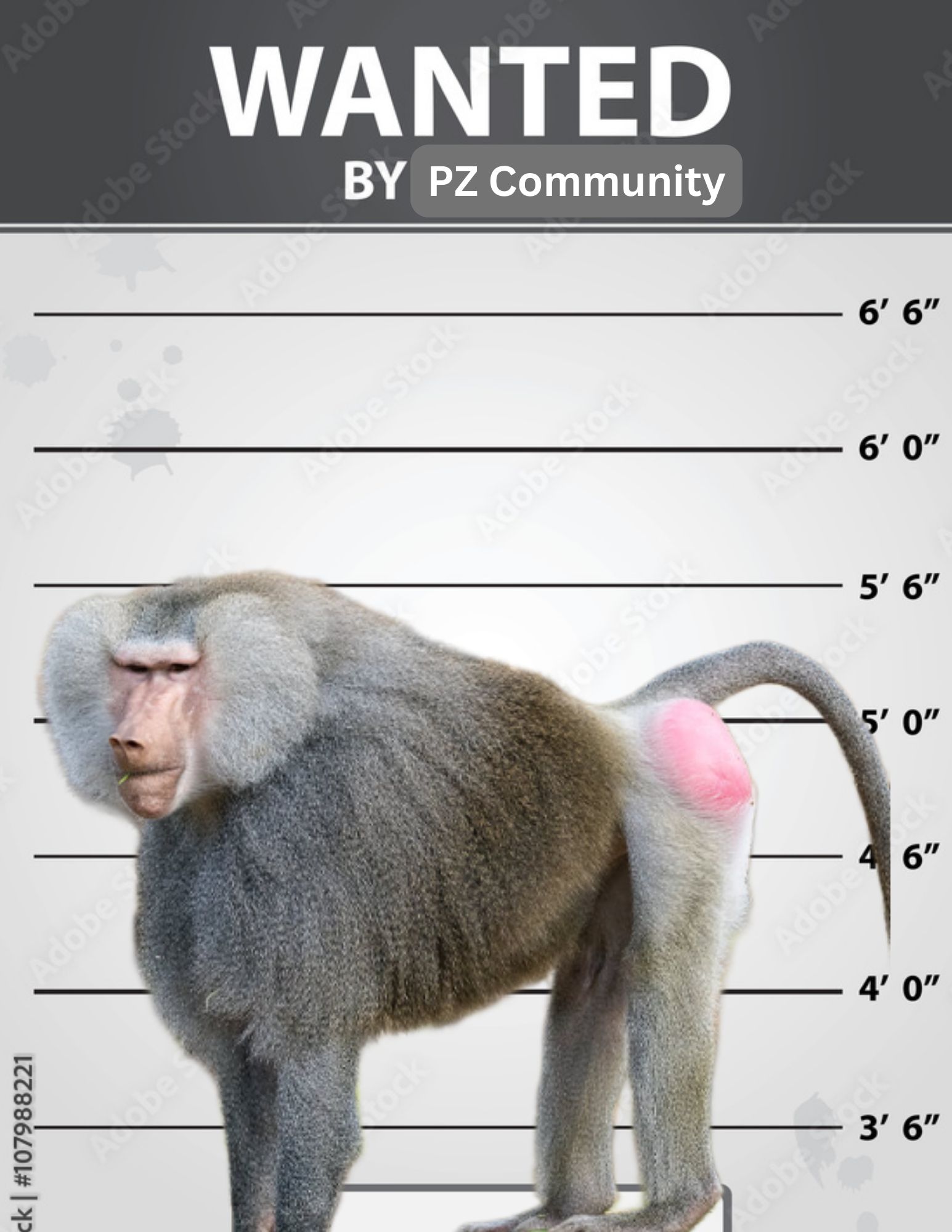 PZ Community-2.jpg