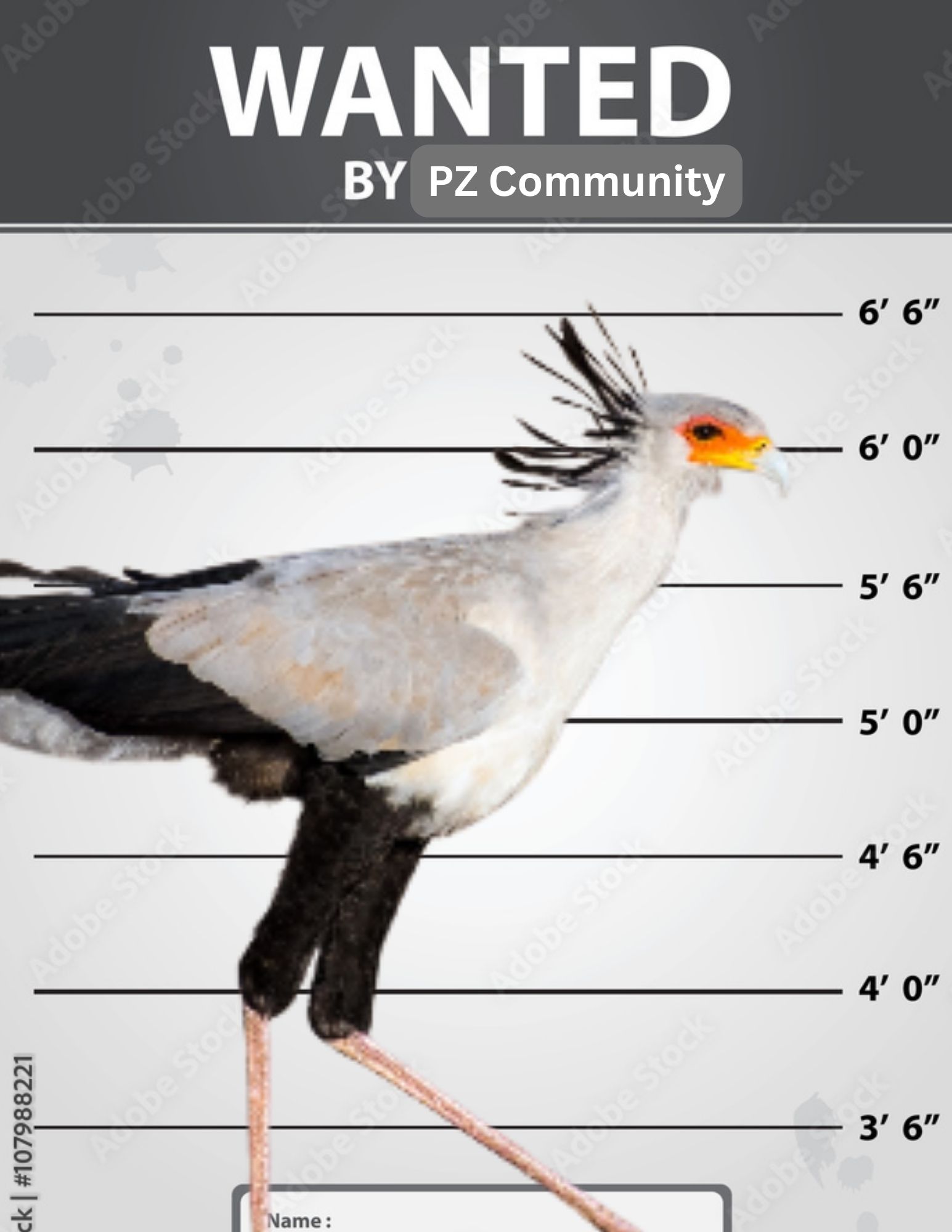 PZ Community-3.jpg