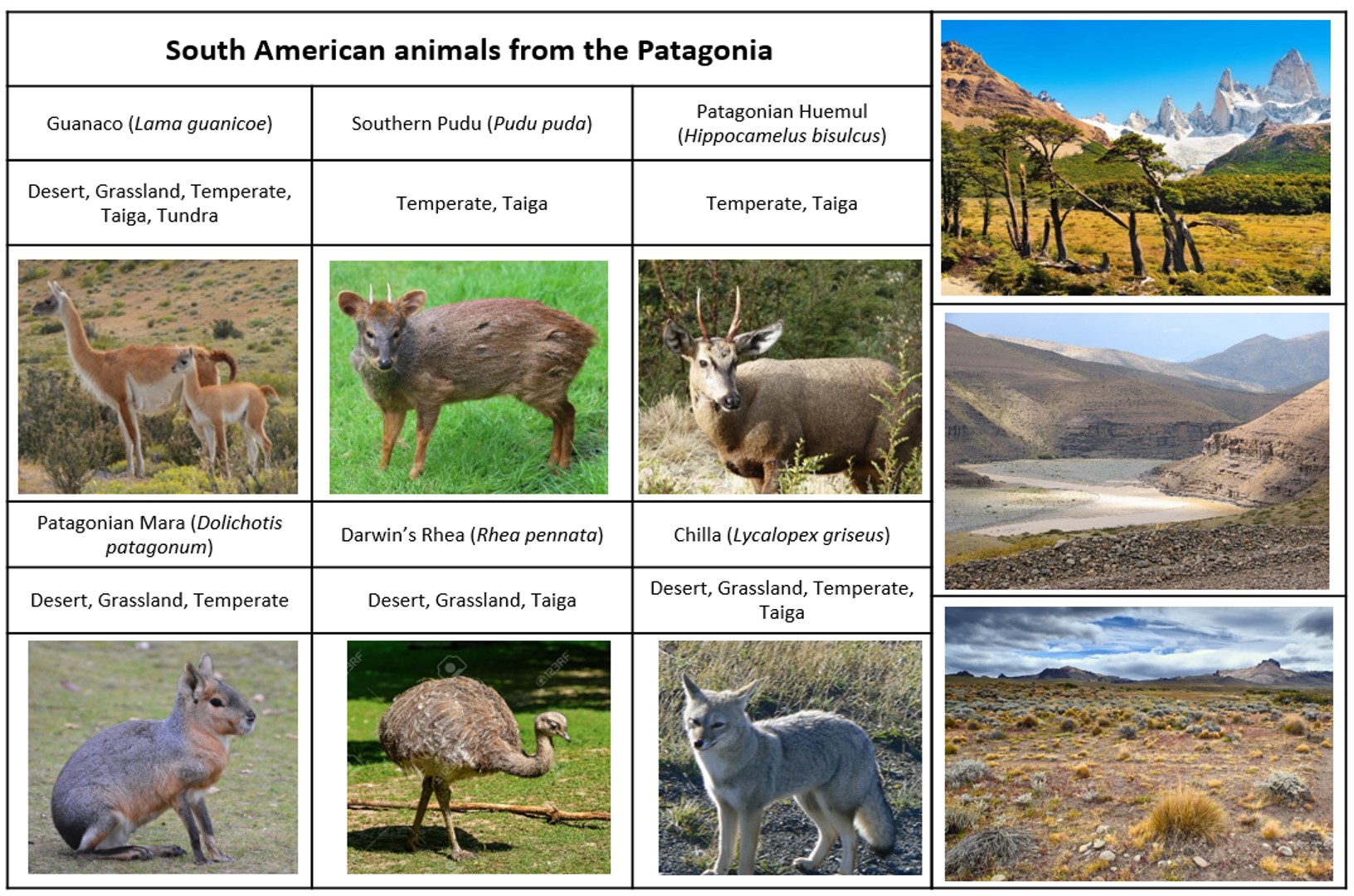 PZ SA patagonia.jpg