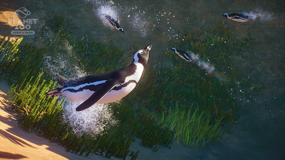 PZ_Africa_Pack_Animal_960x540_WM_Penguin_4.jpg