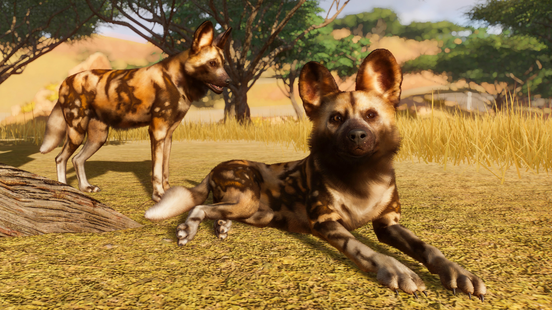 PZ_African Wild Dog_1_1920x1080.jpg