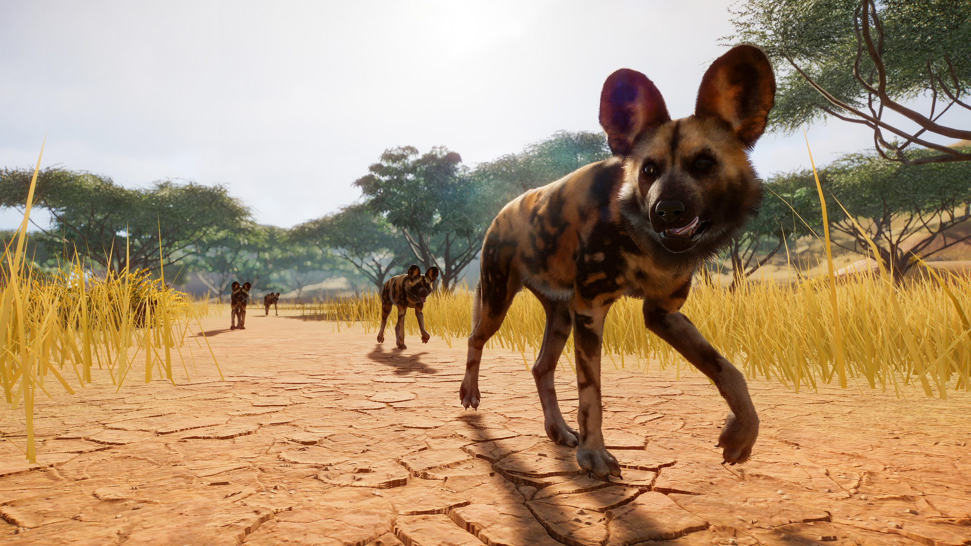 PZ_African Wild Dog_2_1920x1080.jpg