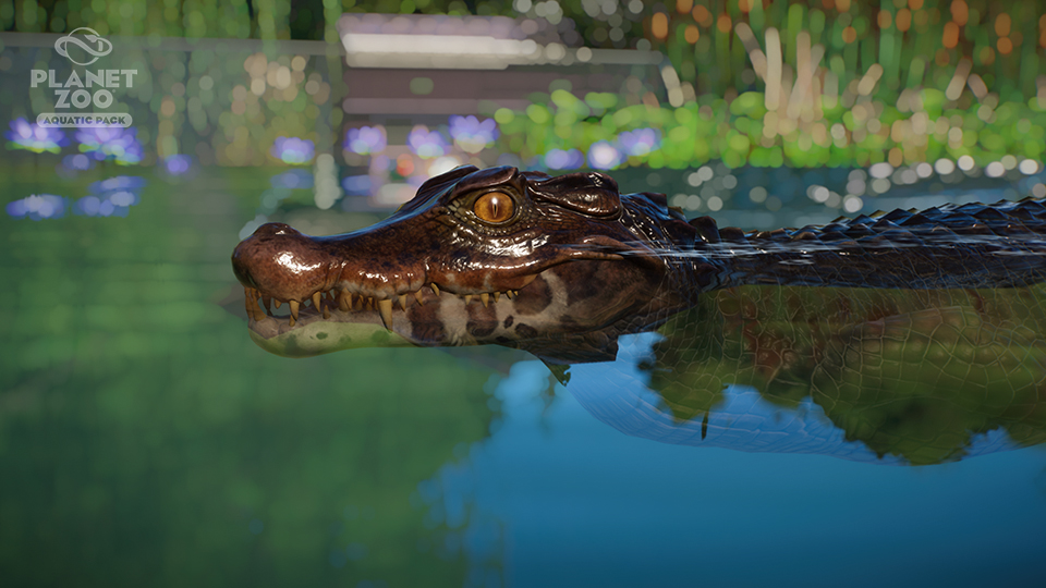 PZ_Aquatic_Paid_Screenshots_Watermarked_Caiman_01_960x540.jpg