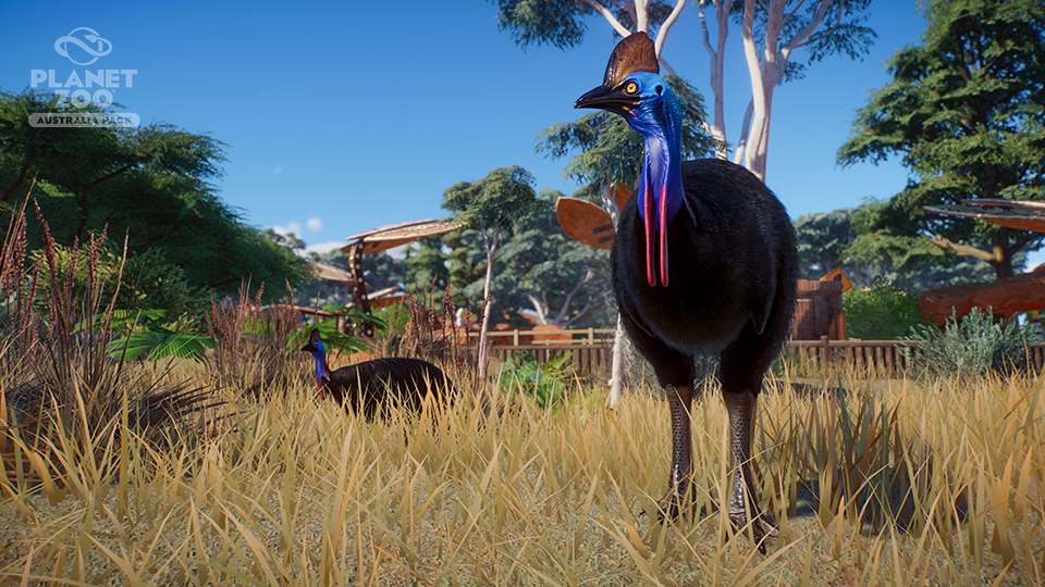 pz_australia_paid_screenshots_cassowary_01_watermarked_960x540-jpg.185389