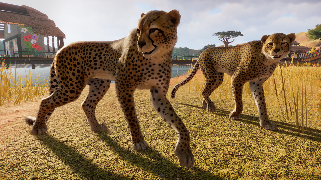 PZ_Cheetah_1_1920x1080.jpg