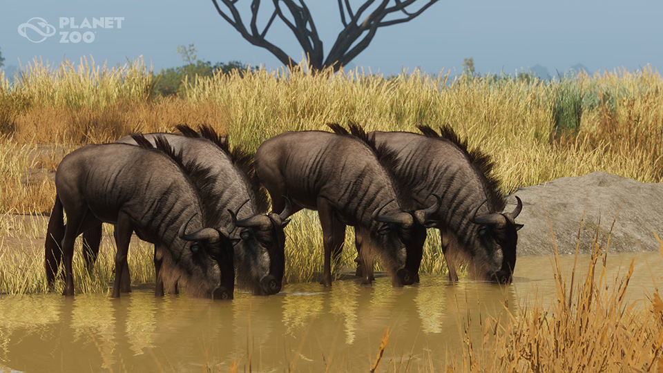 PZ_DLC12_Paid_Screenshots_960x540_Wildebeest_Mid_WM.jpg