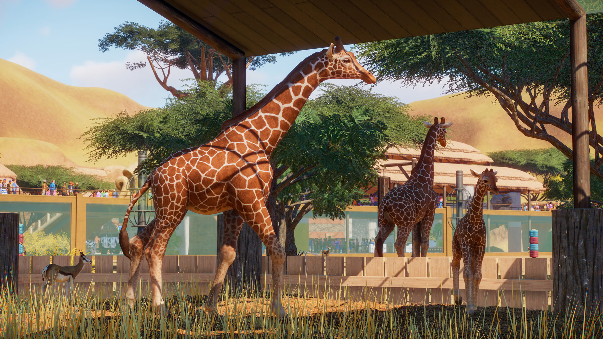 PZ_Reticulated Giraffe_2_1920x1080.jpg