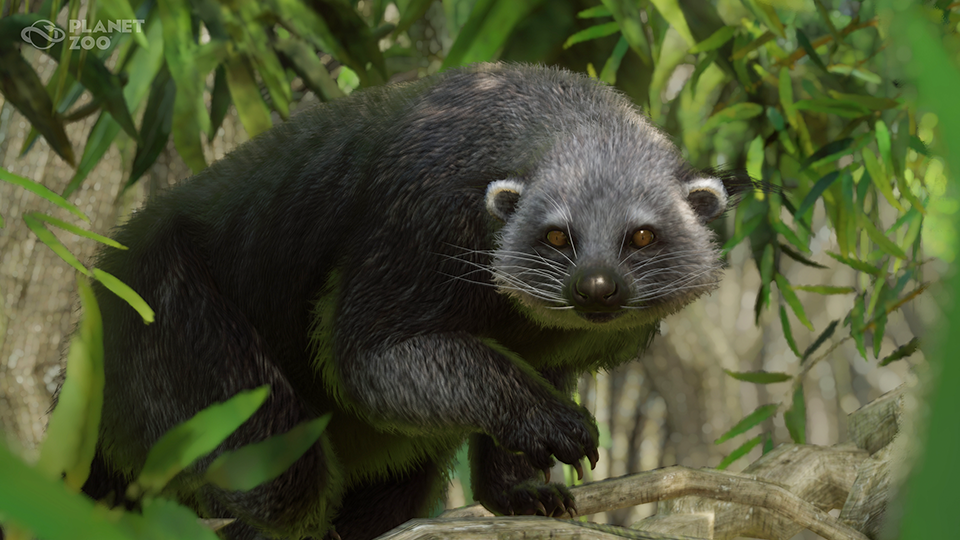 PZ_SEAAP_Binturong_Screenshots_1_1920x1080.png
