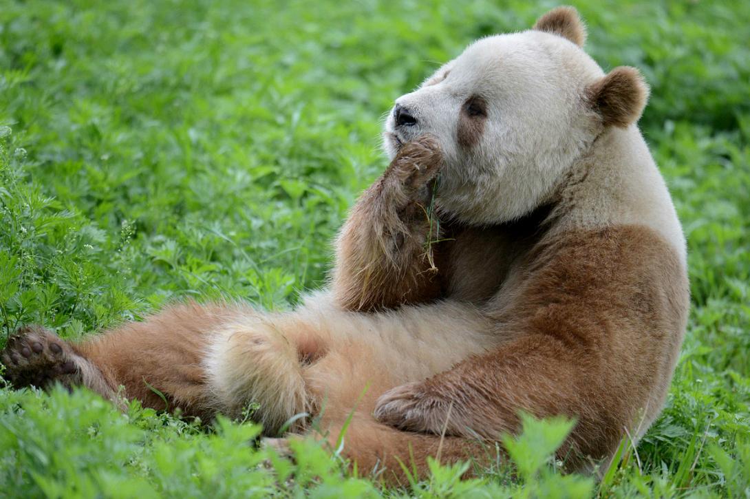 Qinling_panda.jpg