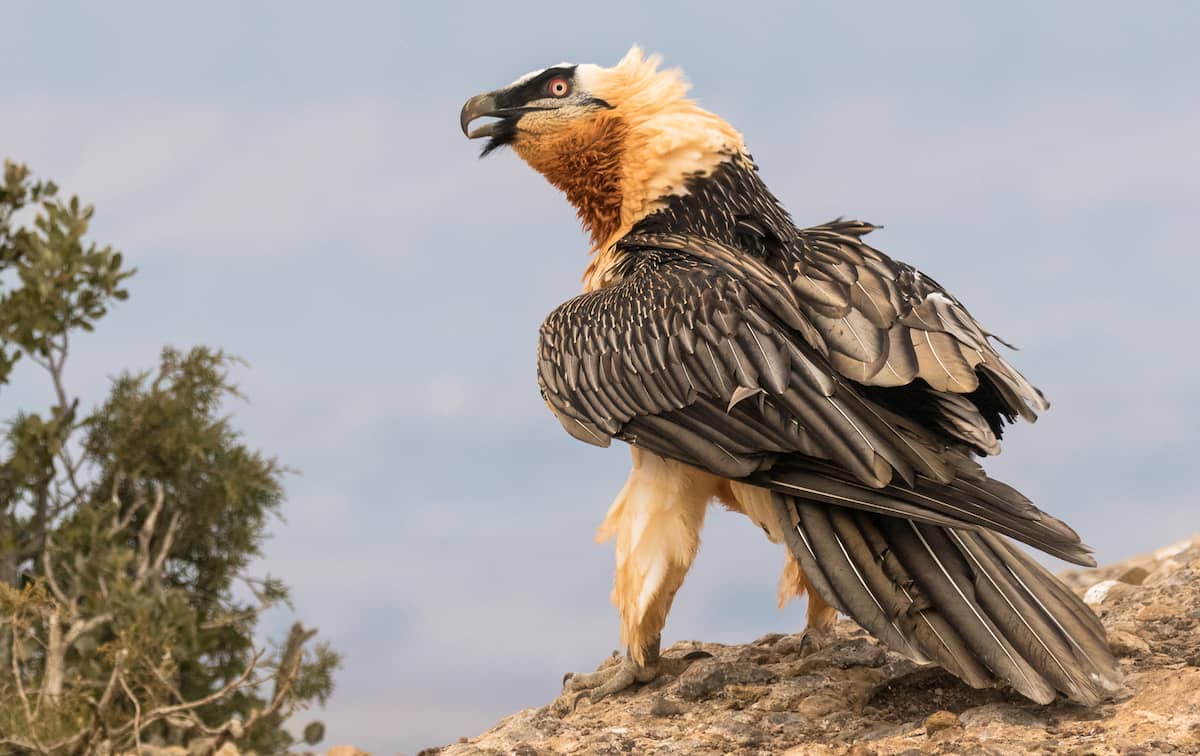 Quebrantahuesos-Gypaetus-barbatus.jpg