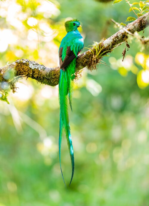 quetzal+1.jpg