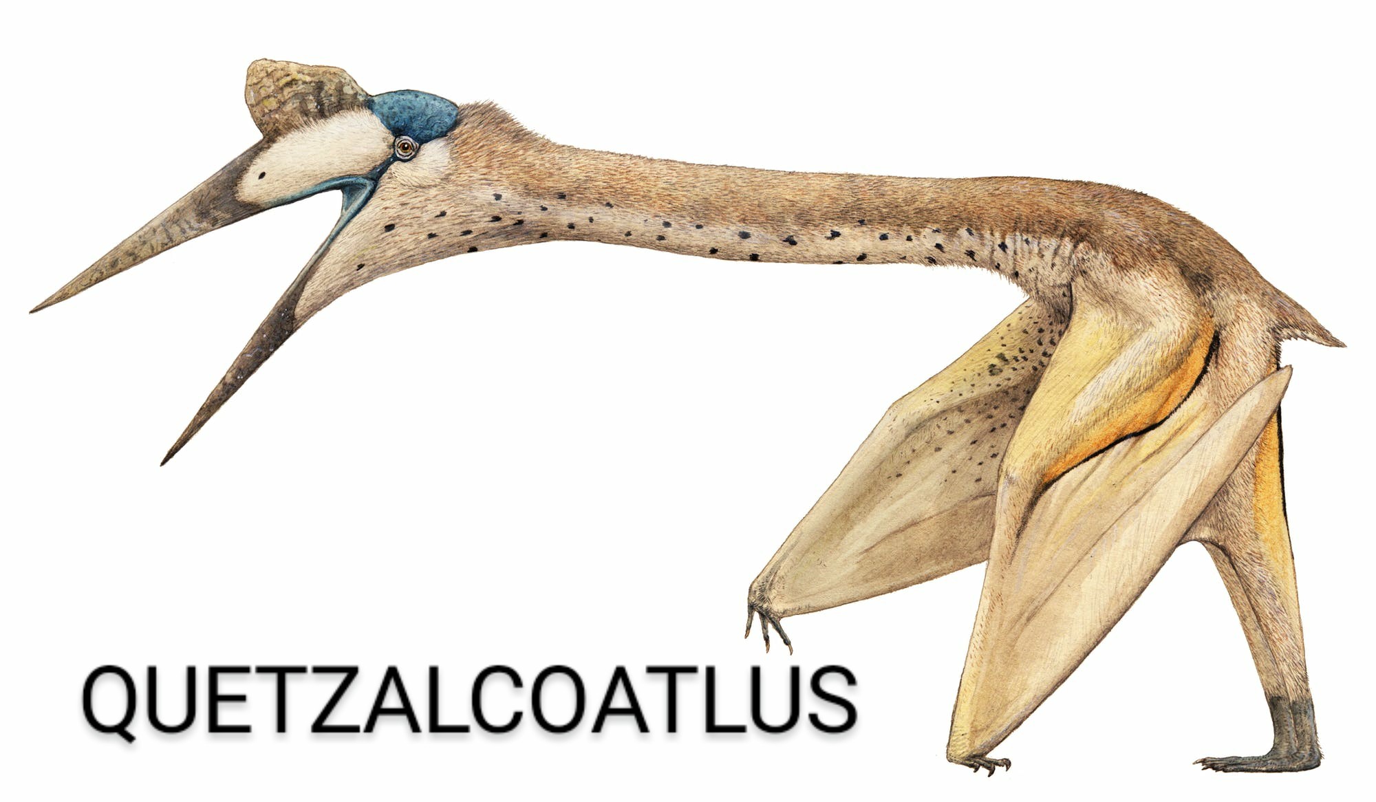quetzalcoatlus_joschua-knueppe~2.jpeg