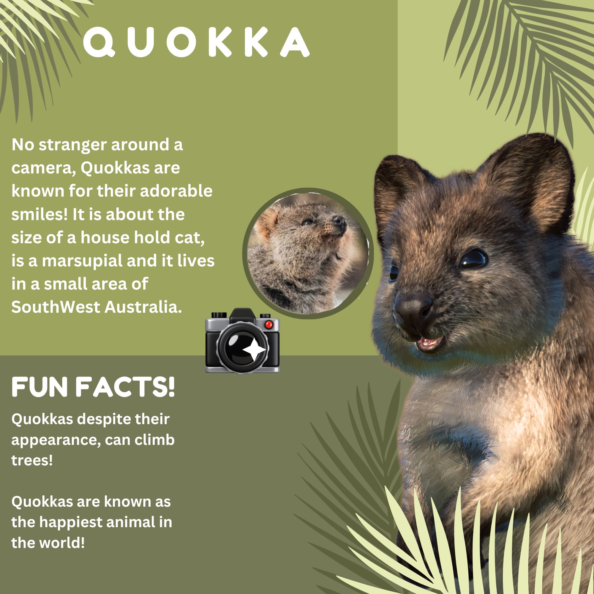 Quokka Board.jpg