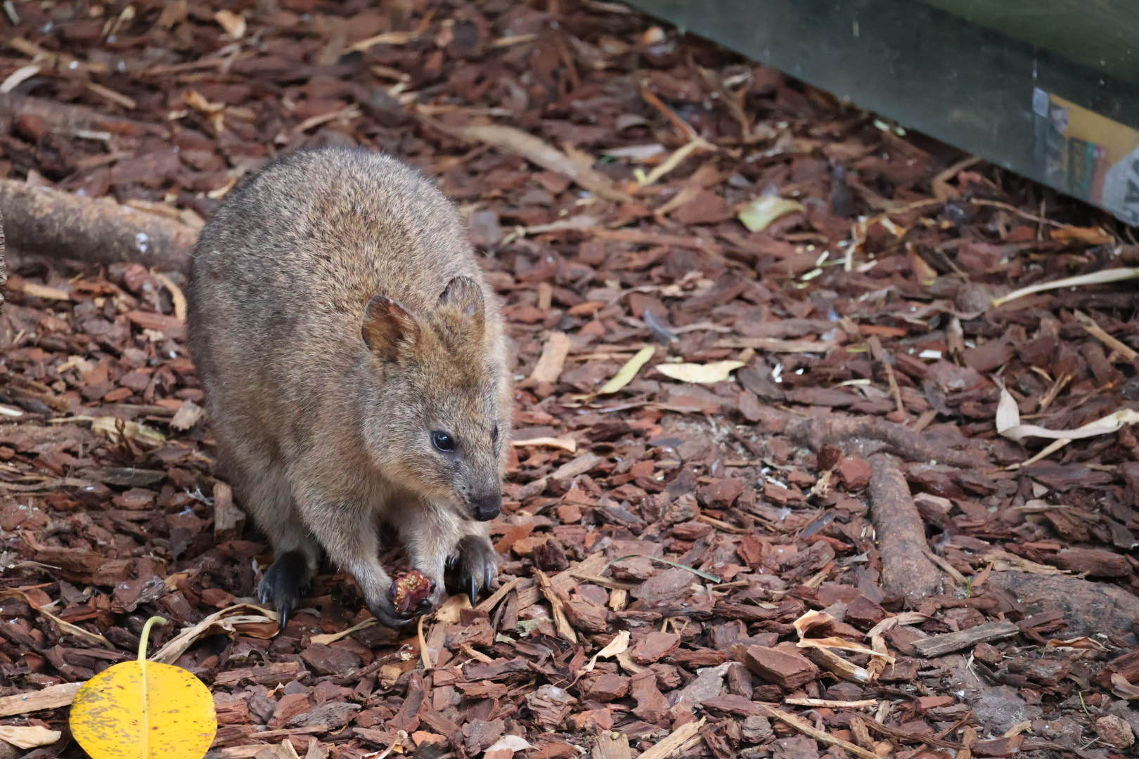 quokka.jpg