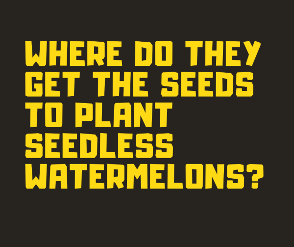 quote-seeds-to-plant.png