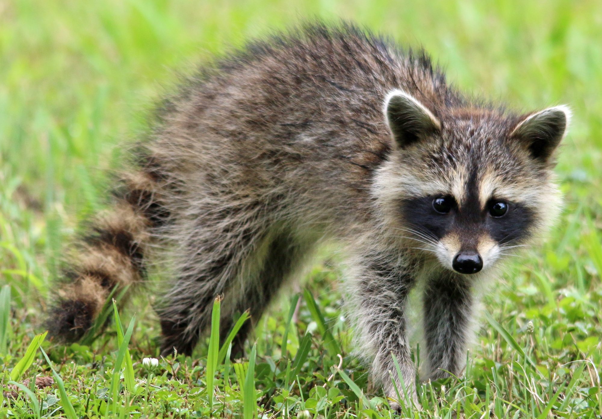 raccoon-1905528-e1536188683133.jpg