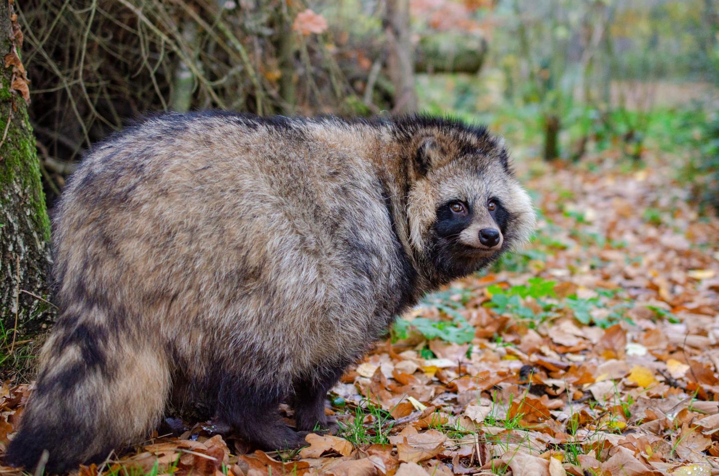 raccoon dog.jpg