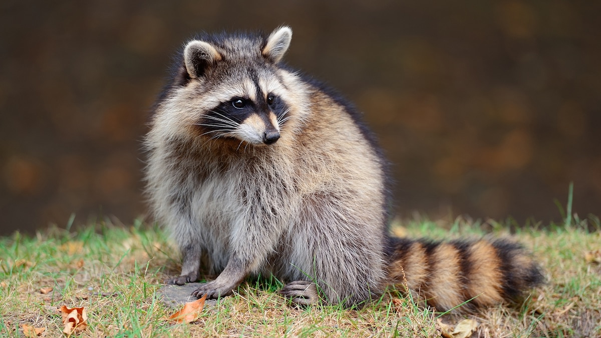 raccoon-grass_16x9.jpg